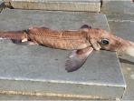 chimaera-makhluk-laut-yang-terlihat-seperti-monster.jpg