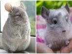 chinchilla.jpg