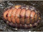 chitons_20180306_140238.jpg
