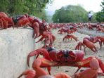 christmas-island_20171218_161018.jpg