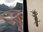 cicak-berekor-tiga-dan-ikan-dengan-wajah-mengerikan_20170909_201016.jpg