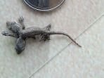cicak-berkepala-dua.jpg