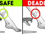 11 Trik Sederhana tapi Berguna Saat Hiking di Hutan, Hati-hati Digigit Ular Seperti Ini