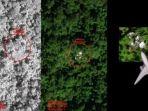 citra-satelit-temukan-obyek-yang-diduga-mh370-di-hutan-kamboja.jpg