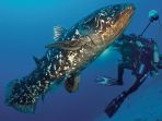 coelacanth_20170124_114759.jpg