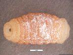 cordylobia-rodhaini.jpg