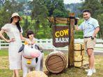 cow-barn-cimory-dairyland-puncak.jpg