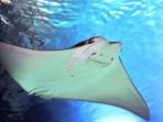 cownose-ray_20171207_100750.jpg