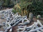 creeping-devils-di-huntington-library-desert-botanical-garden.jpg