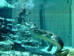crocosaurus-cove_20160902_182929.jpg