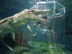 crocosaurus-cove_20170427_123822.jpg