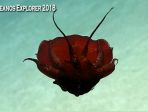 cumi-cumi_20180423_200927.jpg