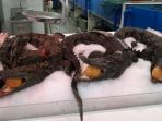 daging-buaya-di-walmart-china_20170328_175020.jpg
