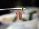 daging-gurita_20180211_105131.jpg
