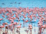 danau-nakuru_20171206_182351.jpg