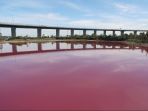 danau-pink_20170319_152444.jpg