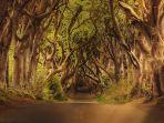 dark-hedges-irlandia-utara.jpg