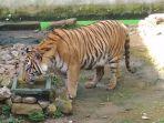 darma-harimau-benggala-dari-semarang-zoo-di-trms-serulingmas-banjarnegara.jpg