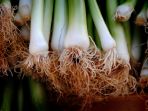 daun-bawang_20180318_142901.jpg