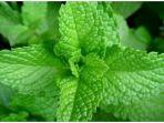 daun-mint.jpg