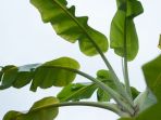 daun-pisang_20180228_145348.jpg