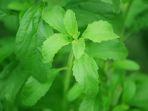 daun-stevia.jpg