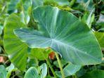 daun-talas.jpg