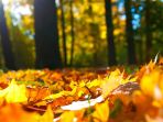 daun_20181108_142712.jpg