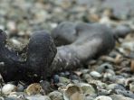 dead-mans-island_20170206_133311.jpg
