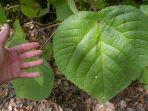 dendrocnide-moroides.jpg