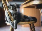 deretan-fakta-unik-kucing-yang-mungkin-belum-pernah-kamu-dengar-sebelumnya.jpg