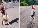 dexter-anjing-yang-berjalan-mirip-manusia.jpg