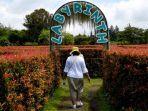 di-maze-garden-kamu-bisa-mencoba-taman-labirin-yang-unik.jpg