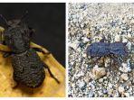 diabolical-ironclad-beetle.jpg