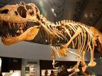 dinosaurus-gorgosaurus.jpg