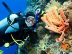 diving-di-indonesia_20170726_130019.jpg