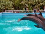dolphin-bay_20161219_194138.jpg