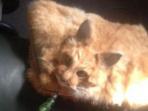 dompet-kucing_20160923_160039.jpg
