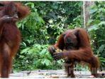 dua-orang-utan-di-tntp-kalimantan-tengah.jpg