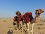 dubai-safari-park.jpg