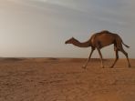 dubai_20170406_202556.jpg