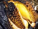 durian-bakar_20161010_225639.jpg