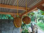durian-lato-lato-yang-ada-di-agrowisata-blok-asem-desa-ujungberung.jpg