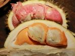 durian-merah_20180408_081105.jpg