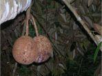 durian-si-gundul.jpg
