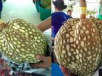 durian_20170718_110239.jpg