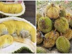 durian_20171126_155735.jpg