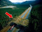 ecoduct-di-taman-nasional-banff-kanada_20171112_144843.jpg