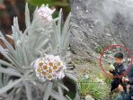 edelweis-di-kerinci_20170921_142522.jpg