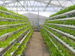 edufarm-di-greenhouse-lembah-indah-malang.jpg